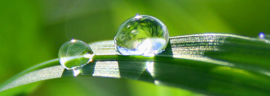 Water beads on a leaf; photo courtesy Brooke Chaplan